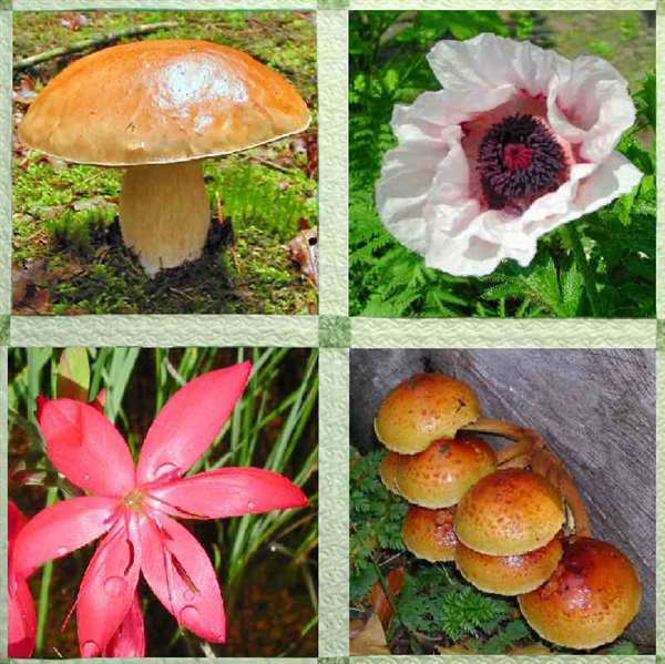  - 12-quilt-flora-and-fungi-3